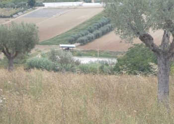 11 COLONNELLA- Vigneto di 12 ettari con casale e l - Terreno agricolo Colonnella - foto 3