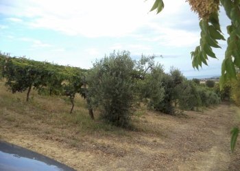 06 COLONNELLA- Vigneto di 12 ettari con casale e l - Terreno agricolo Colonnella - foto 8