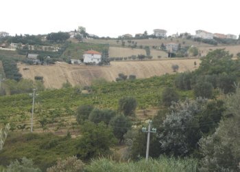 09 COLONNELLA- Vigneto di 12 ettari con casale e l - Terreno agricolo Colonnella - foto 11