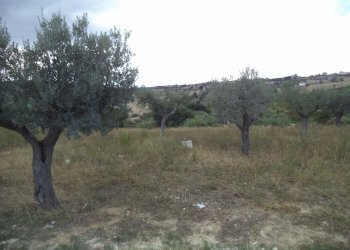 17 COLONNELLA- Vigneto di 12 ettari con casale e l - Terreno agricolo Colonnella - foto 18