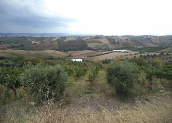 20 COLONNELLA- Vigneto di 12 ettari con casale e l - Terreno agricolo Colonnella - foto 21