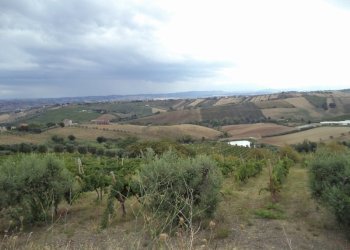 21 COLONNELLA- Vigneto di 12 ettari con casale e l - Terreno agricolo Colonnella - foto 22