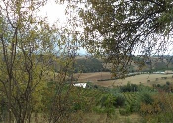 23 COLONNELLA- Vigneto di 12 ettari con casale e l - Terreno agricolo Colonnella - foto 24