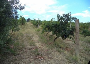 04 COLONNELLA- Vigneto di 12 ettari con casale e l - Terreno agricolo Colonnella - foto 29