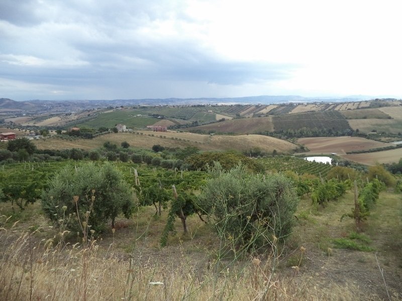 05 COLONNELLA- Vigneto di 12 ettari con casale e l - Casa indipendente Colonnella - foto 3