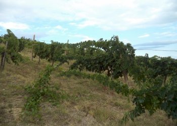 01 COLONNELLA- Vigneto di 12 ettari con casale e l - Casa indipendente Colonnella - foto 5
