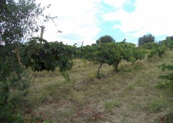 02 COLONNELLA- Vigneto di 12 ettari con casale e l - Casa indipendente Colonnella - foto 6