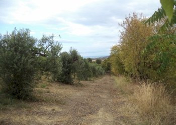 07 COLONNELLA- Vigneto di 12 ettari con casale e l - Casa indipendente Colonnella - foto 10