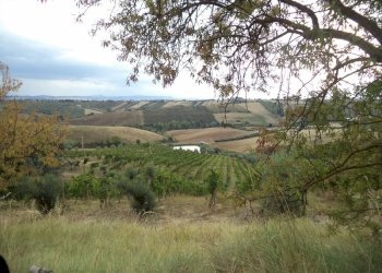 08 COLONNELLA- Vigneto di 12 ettari con casale e l - Casa indipendente Colonnella - foto 11