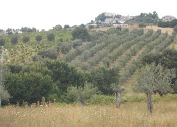 12 COLONNELLA- Vigneto di 12 ettari con casale e l - Casa indipendente Colonnella - foto 13