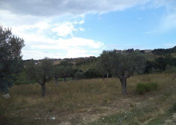 14 COLONNELLA- Vigneto di 12 ettari con casale e l - Casa indipendente Colonnella - foto 15