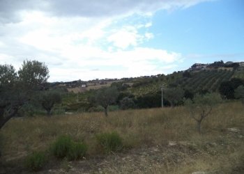 16 COLONNELLA- Vigneto di 12 ettari con casale e l - Casa indipendente Colonnella - foto 17