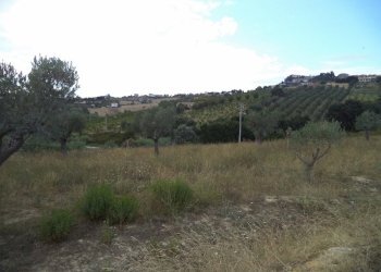 18 COLONNELLA- Vigneto di 12 ettari con casale e l - Casa indipendente Colonnella - foto 19