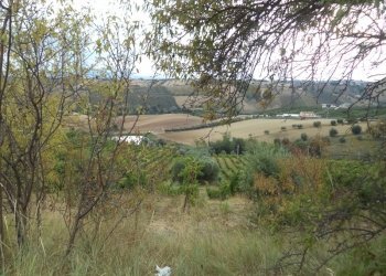 22 COLONNELLA- Vigneto di 12 ettari con casale e l - Casa indipendente Colonnella - foto 22