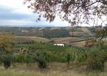 24 COLONNELLA- Vigneto di 12 ettari con casale e l - Casa indipendente Colonnella - foto 23