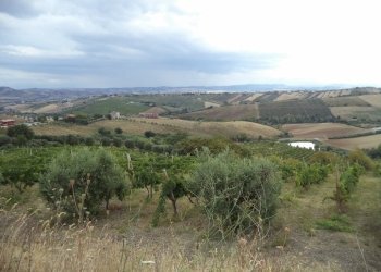 05 COLONNELLA- Vigneto di 12 ettari con casale e l - Casa indipendente Colonnella - foto 28