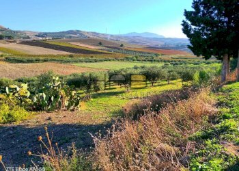 22000mq foto 2.jpg - Terreno agricolo Valderice - foto 3