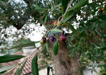 Dettagli - Villa Contrada Cristo Re
 
57, Monopoli - foto 27