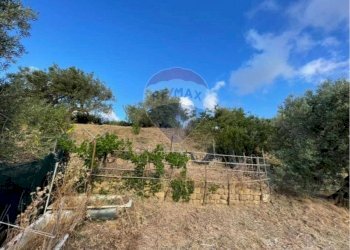 Giardino - Terreno edificabile Contrada Bragone
snc, Termini Imerese - foto 6