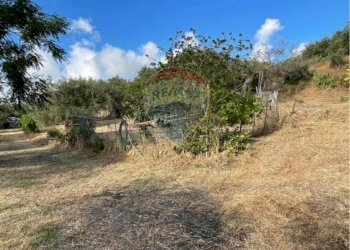 Giardino - Terreno edificabile Contrada Bragone
snc, Termini Imerese - foto 8