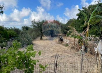Giardino - Terreno edificabile Contrada Bragone
snc, Termini Imerese - foto 10