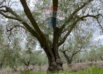 Giardino - Terreno agricolo cda renelle
 
snc, Caltagirone - foto 2