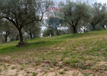 Giardino - Terreno agricolo cda renelle
 
snc, Caltagirone - foto 13