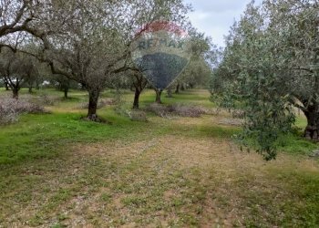 Giardino - Terreno agricolo cda renelle
 
snc, Caltagirone - foto 15