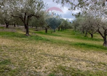 Giardino - Terreno agricolo cda renelle
 
snc, Caltagirone - foto 18