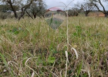 Giardino - Terreno agricolo cda renelle
 
snc, Caltagirone - foto 19