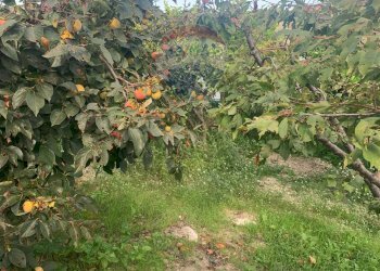 Giardino - Villa Contrada Vassallaggi
 
snc, San Cataldo - foto 37