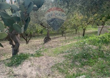 Giardino - Villa Contrada Vassallaggi
 
snc, San Cataldo - foto 39