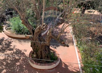 Giardino - Villa Agli Androni
 
1, Terrasini - foto 12