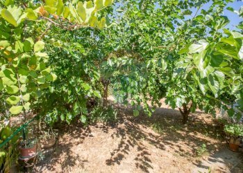 Giardino - Casa semi indipendente Viale Regina Margherita
 
74, Villamagna - foto 15