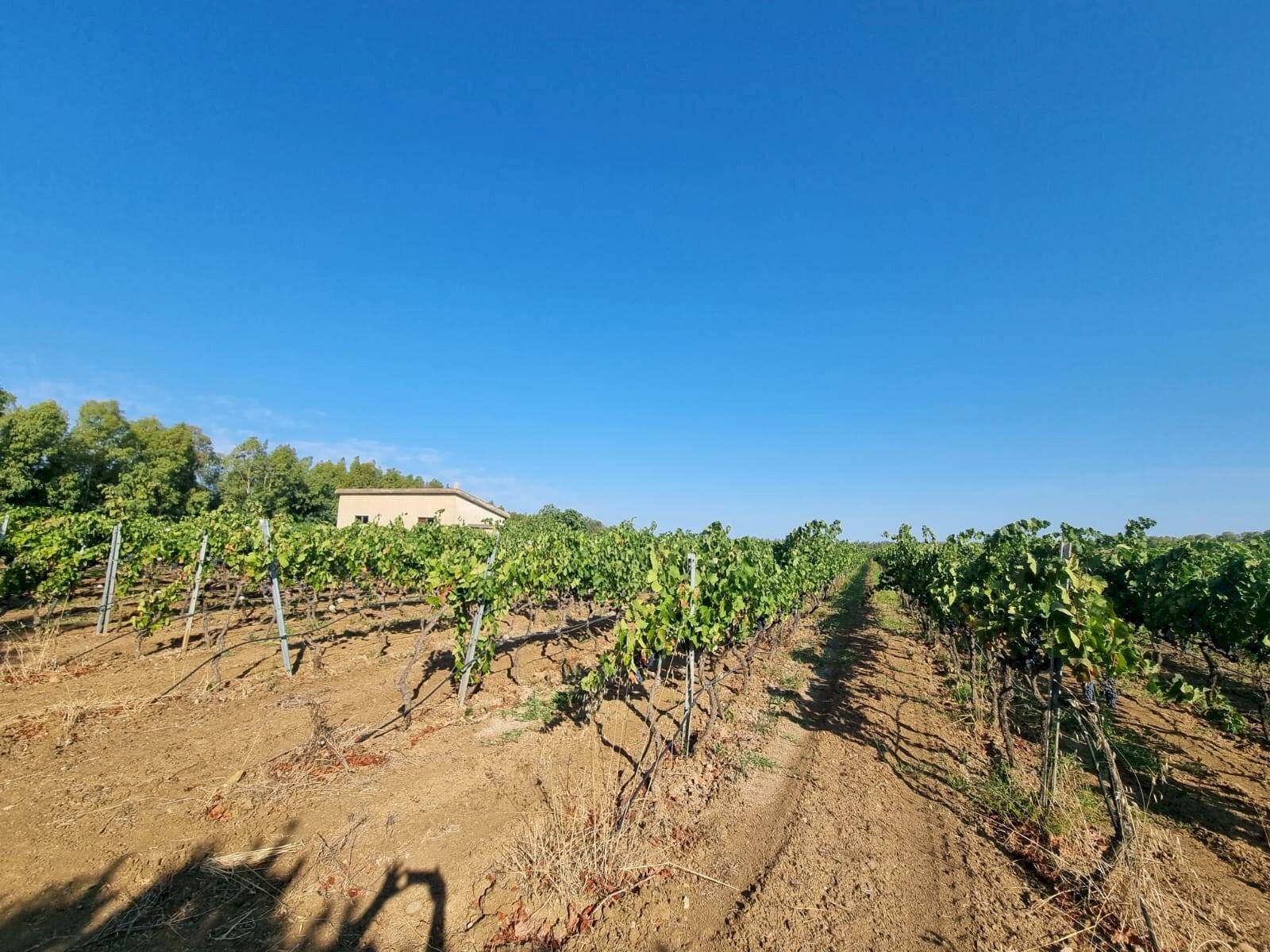 Foto 1 - Agricultural land Località Is Murronis, Masainas - photo 1