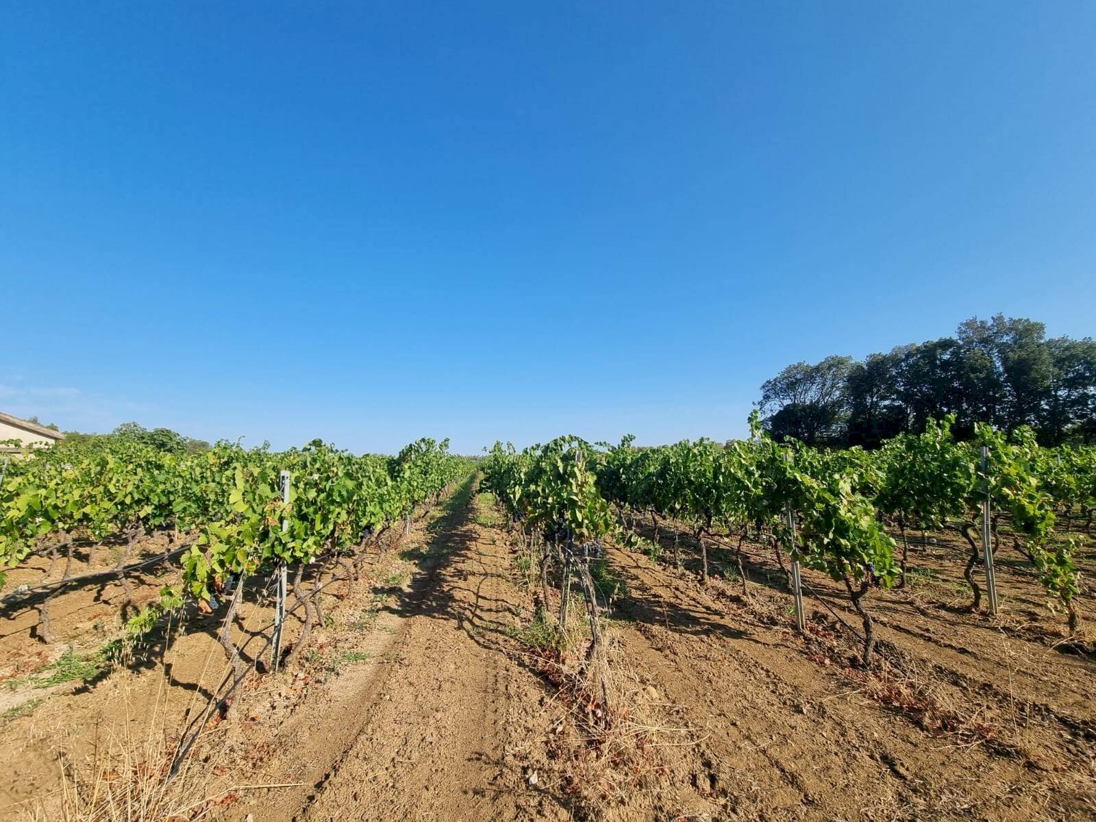 Foto 2 - Agricultural land Località Is Murronis, Masainas - photo 2