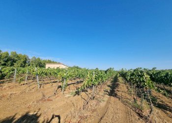 Foto 1 - Terreno agricolo Località Is Murronis, Masainas - foto 1