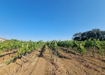 Foto 2 - Terreno agricolo Località Is Murronis, Masainas - foto 2