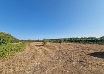 Foto 3 - Terreno agricolo Località Is Murronis, Masainas - foto 3