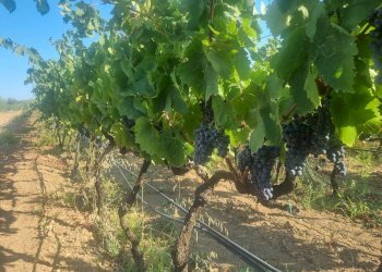 Foto 4 - Terreno agricolo Località Is Murronis, Masainas - foto 4