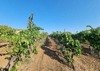 Foto 5 - Terreno agricolo Località Is Murronis, Masainas - foto 5