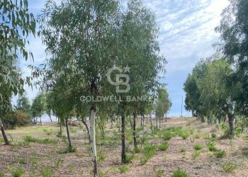 Foto 54 - Villa Contrada Montebello, Montenero di Bisaccia - foto 54