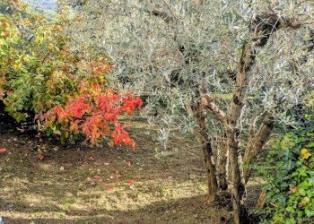 Casa indipendente via chiaia, 29, Pesche - foto 45