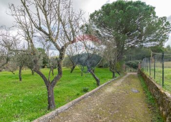 Giardino - Casa semi indipendente Contrada Frattulla
 
snc, Piazza Armerina - foto 50