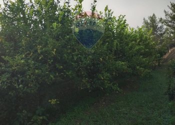 Giardino - Villa Contrada Regalsemi
 
snc, Caltagirone - foto 21