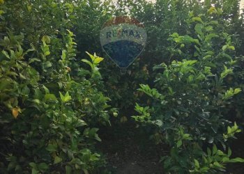 Giardino - Villa Contrada Regalsemi
 
snc, Caltagirone - foto 23