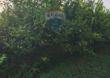 Giardino - Villa Contrada Regalsemi
 
snc, Caltagirone - foto 24