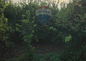 Giardino - Villa Contrada Regalsemi
 
snc, Caltagirone - foto 25