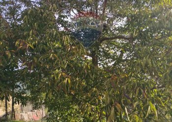 Giardino - Villa Contrada Regalsemi
 
snc, Caltagirone - foto 29