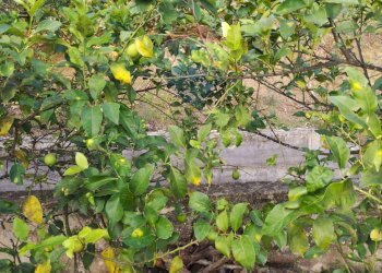 Giardino - Villa Contrada Regalsemi
 
snc, Caltagirone - foto 30